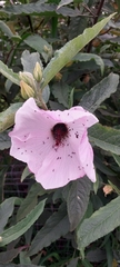 Hibiscus splendens