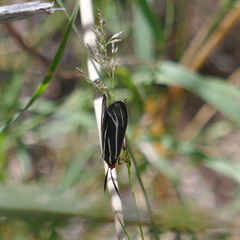 Ctenucha venosa