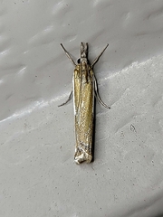 Crambus leachellus