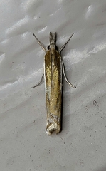 Crambus leachellus