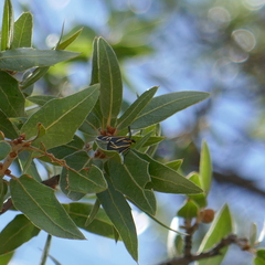 Ctenucha venosa