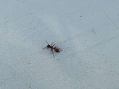 Myrmarachne formosana