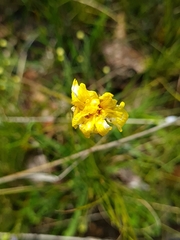 Microseris walteri