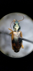 Bembidion corgenoma