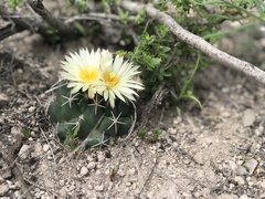 Coryphantha maiz-tablasensis