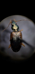 Bembidion corgenoma