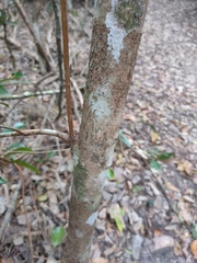 Syzygium
