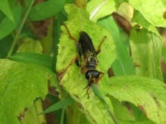 Sphex flavovestitus