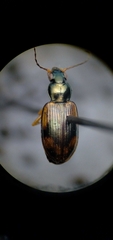 Bembidion corgenoma