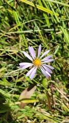 Eucephalus engelmannii