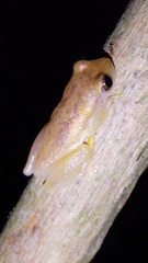 Dendropsophus mathiassoni