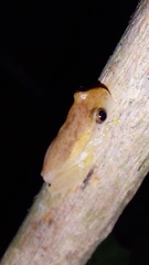 Dendropsophus mathiassoni