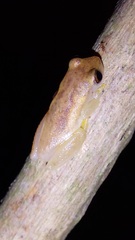 Dendropsophus mathiassoni