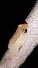 Dendropsophus mathiassoni