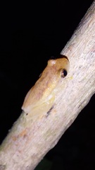 Dendropsophus mathiassoni