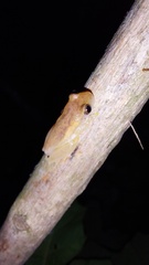 Dendropsophus mathiassoni