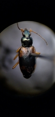 Bembidion corgenoma