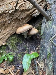 Agaricus julius