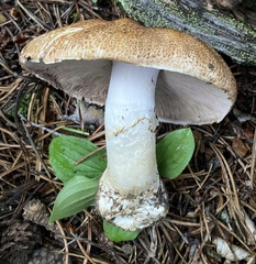 Agaricus julius