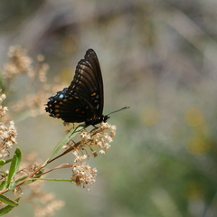 Limenitis arthemis arizonensis