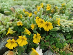 Tropaeolum brachyceras