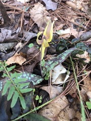Erythronium umbilicatum
