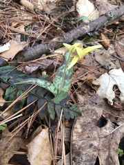 Erythronium umbilicatum