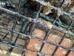 Botryllus schlosseri