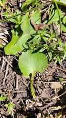 Ranunculoideae