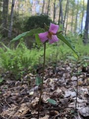 Trillium catesbaei