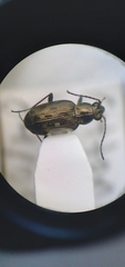 Bembidion levettei