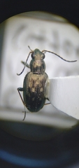 Bembidion levettei