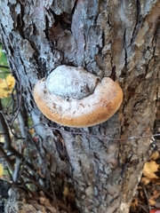 Phellinus pomaceus