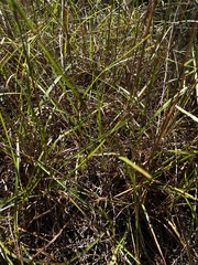 Schizachyrium stoloniferum