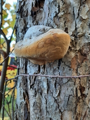 Phellinus pomaceus