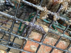 Botryllus schlosseri