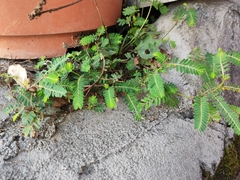 Phyllanthus urinaria