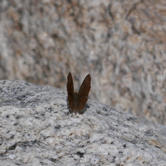 Calephelis arizonensis