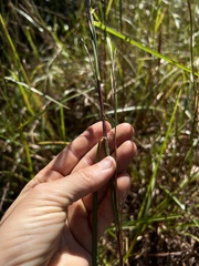 Schizachyrium stoloniferum
