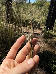 Schizachyrium stoloniferum