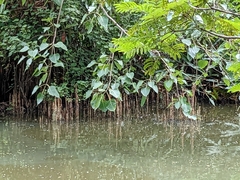 Sonneratia caseolaris