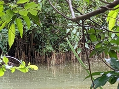 Sonneratia caseolaris