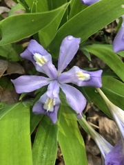 Iris cristata