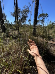 Schizachyrium stoloniferum