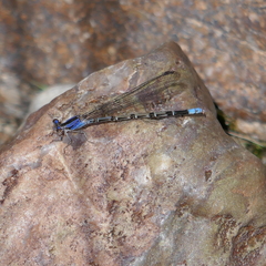 Argia extranea