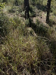 Schizachyrium stoloniferum