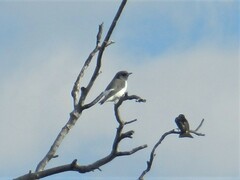 Artamus leucorynchus