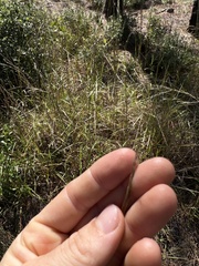 Schizachyrium stoloniferum