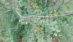 Lysiphyllum cunninghamii