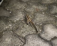 Funambulus pennantii